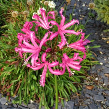Nerine bowdenii type - Lis de Guernesey