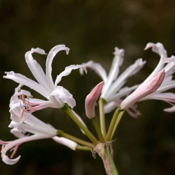 Nerine bowdenii type - Lis de Guernesey