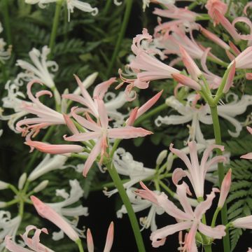 Nerine bowdenii type - Lis de Guernesey
