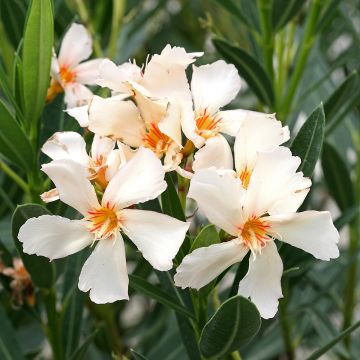 Laurier rose Angiolo Pucci - Nerium oleander