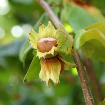 Noisetier commun - Corylus avellana Longue d'Espagne