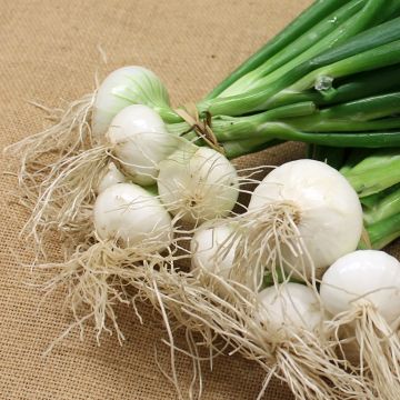 Oignon Blanc Premier - Vilmorin