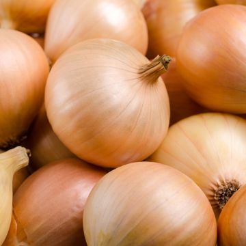 Oignon Supasweet - Allium cepa