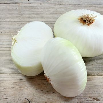 Oignon blanc Prompto HF1 (Obt.Vilmorin)  - Vilmorin