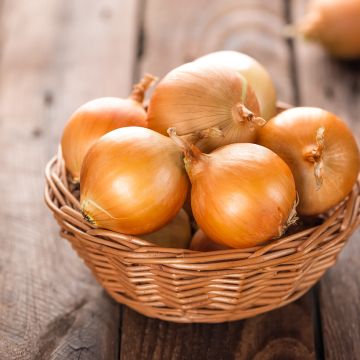 Oignon jaune Ramata di Milano - Allium cepa