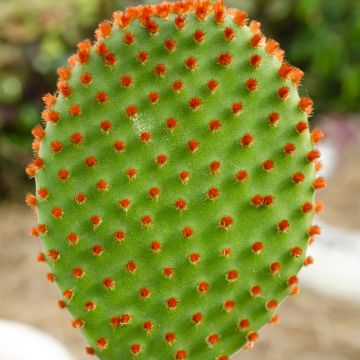 Opuntia microdasys var. rufida - Cactus raquette
