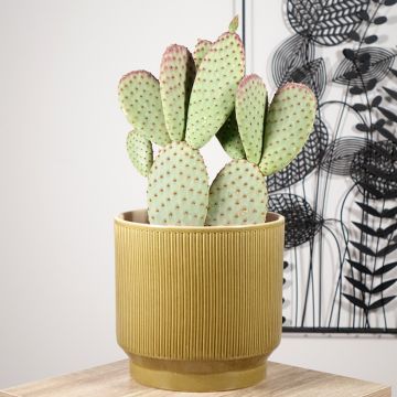 Opuntia microdasys - Oponce