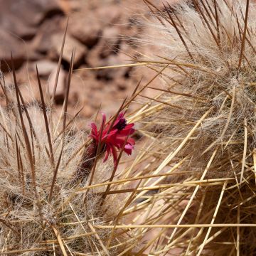 Cylindropuntia kleiniae - Opuntia ou oponce