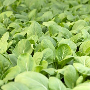 Rumex Patienta Oseille Epinard Bio - Ferme de Sainte Marthe