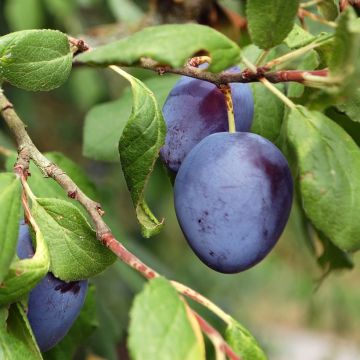 Prunier - Prunus domestica Perdrigon