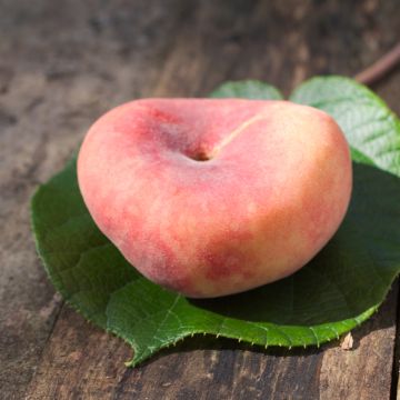 Pêcher Saturne (pêche plate) - Georges Delbard