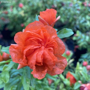 Punica granatum Nana - Grenadier nain 