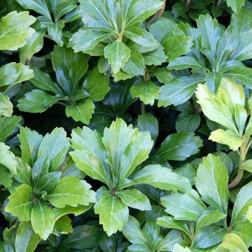 Pachysandra terminalis Green Sheen - Pachysandre du Japon