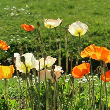Pavot d Islande - Papaver nudicaule Gartenzwerg