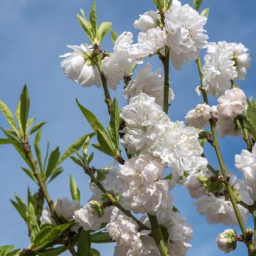 Prunus persica Taoflora White - Pêcher à fleurs blanches