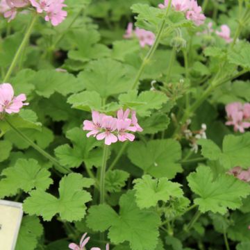 Pelargonium - Géranium parfumé Attar of Roses en motte
