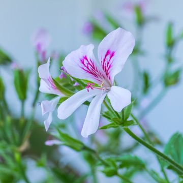 Géranium odorant - Pelargonium citriodorum