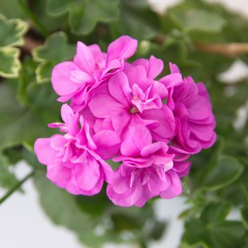 Géranium-lierre Amelit - Pelargonium peltatum