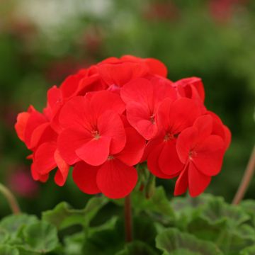 Géranium des Jardins F2 Scarlet - Pelargonium