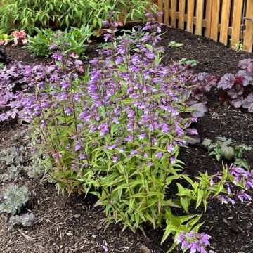 Penstemon Nova Twilight - Galane