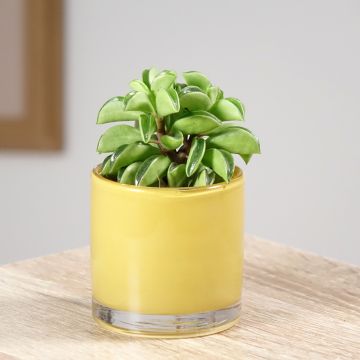 Peperomia Fire Sparks