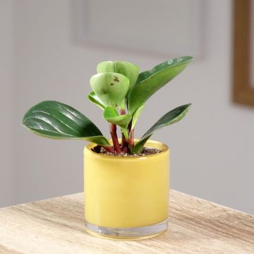 Peperomia Red Canyon