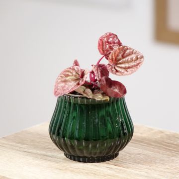 Peperomia caperata Quito