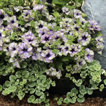 Pétunia Perry Much Picasso