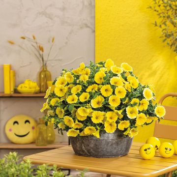 Petunia Capella Hello Yellow
