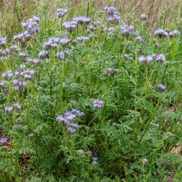 Phacélie tanacetifolia 