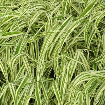 Phalaris arundinacea Picta - Alpiste faux-roseau 