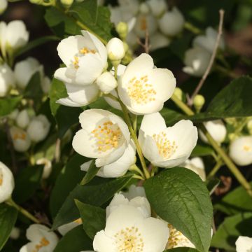 Seringat des jardins - Philadelphus coronarius Aureus