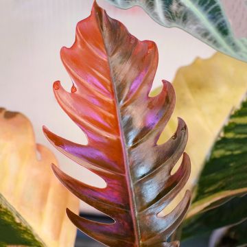 Philodendron Caramel Marble