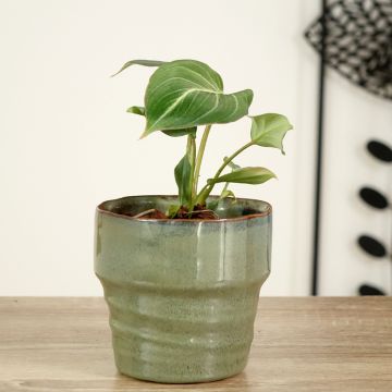 Philodendron gloriosum