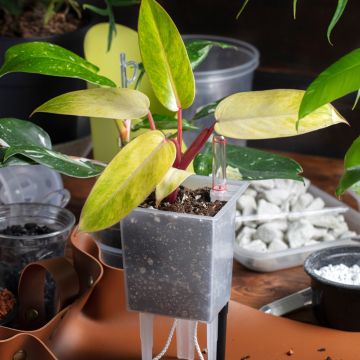 Philodendron Painted Lady