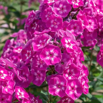 Phlox Bambini Candy Crush® - Phlox paniculé