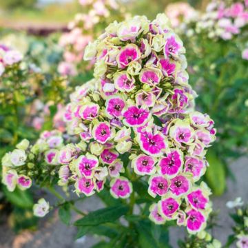 Phlox Sherbet Blend
