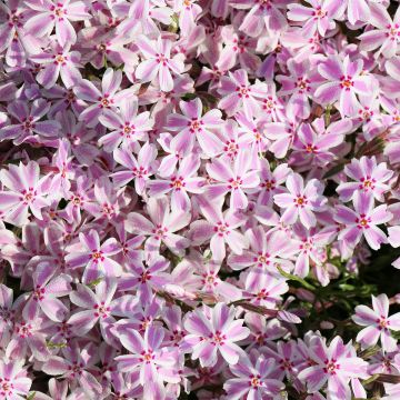 Phlox subulata Drumm
