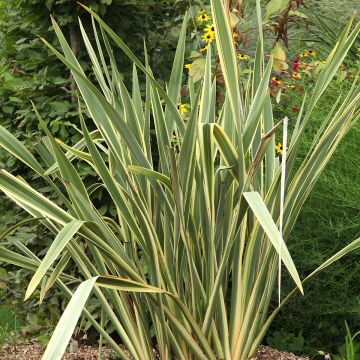 Phormium cookianum Blondie - Lin de Nouvelle-Zélande