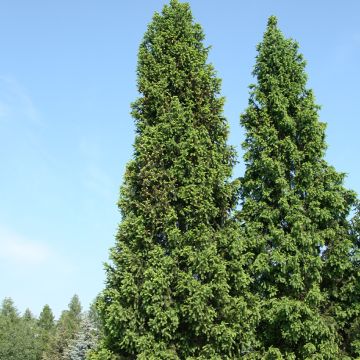 Picea abies Acrocona - Epicea commun                          