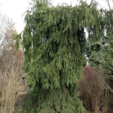 Picea abies Frohburg - Epicea pleureur                           