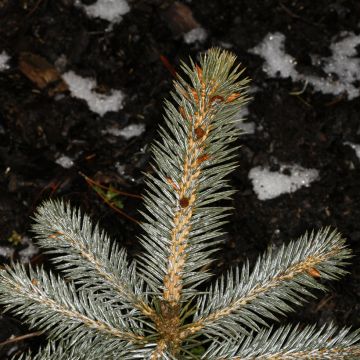 Picea omorika - Épicéa de Serbie