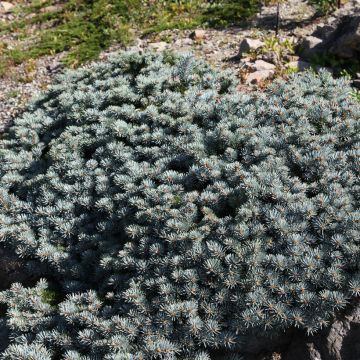 Epicéa bleu - Picea pungens Saint Mary's Broom