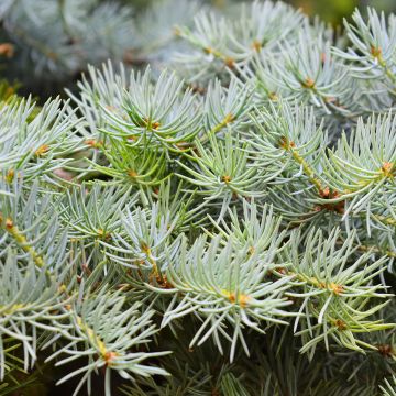 Picea abies Eagle Point - Epicea commun nain                         