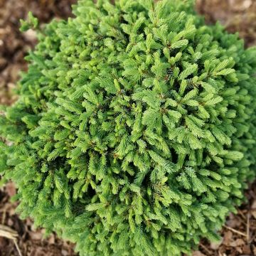 Picea glauca Echiniformis - Epinette blanche                       