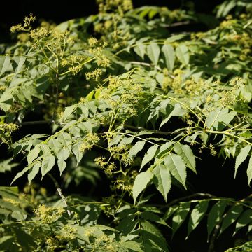 Picrasma quassioides - Quassia du Japon