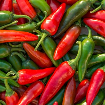 Piment doux Spadi F1 (Création Vilmorin)  - Vilmorin