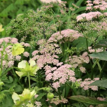 Pimpinella major Rosea - Grand boucage.