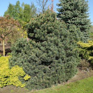 Pin sylvestre nain - Pinus sylvestris Chantry Blue