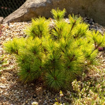 Pinus strobus Radiata - Pin de Weymouth nain                          